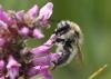 Bombus humilis